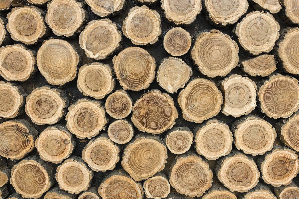 Fotobehang omgevallen bomen in de vorm van een cirkel