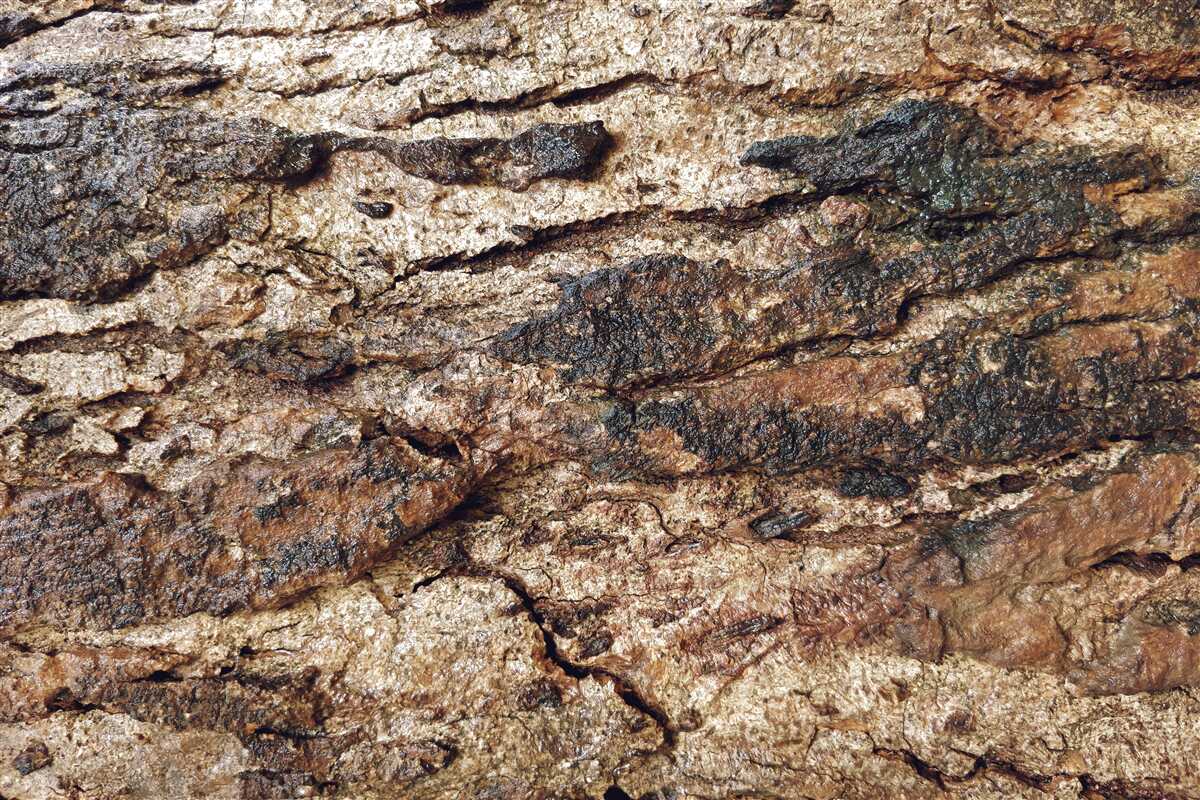 Fotobehang aantrekkelijk natuurlijk leder