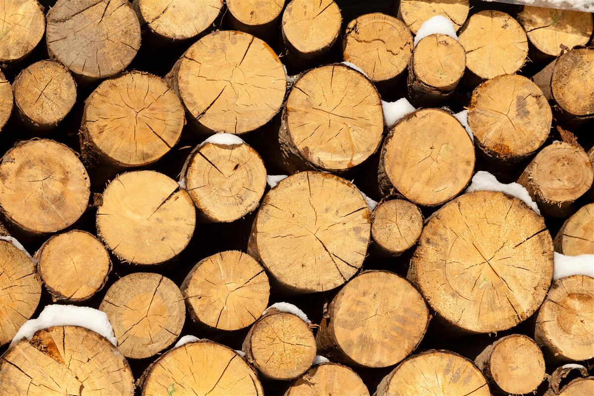 Fotobehang zorgvuldig kappen van bomen