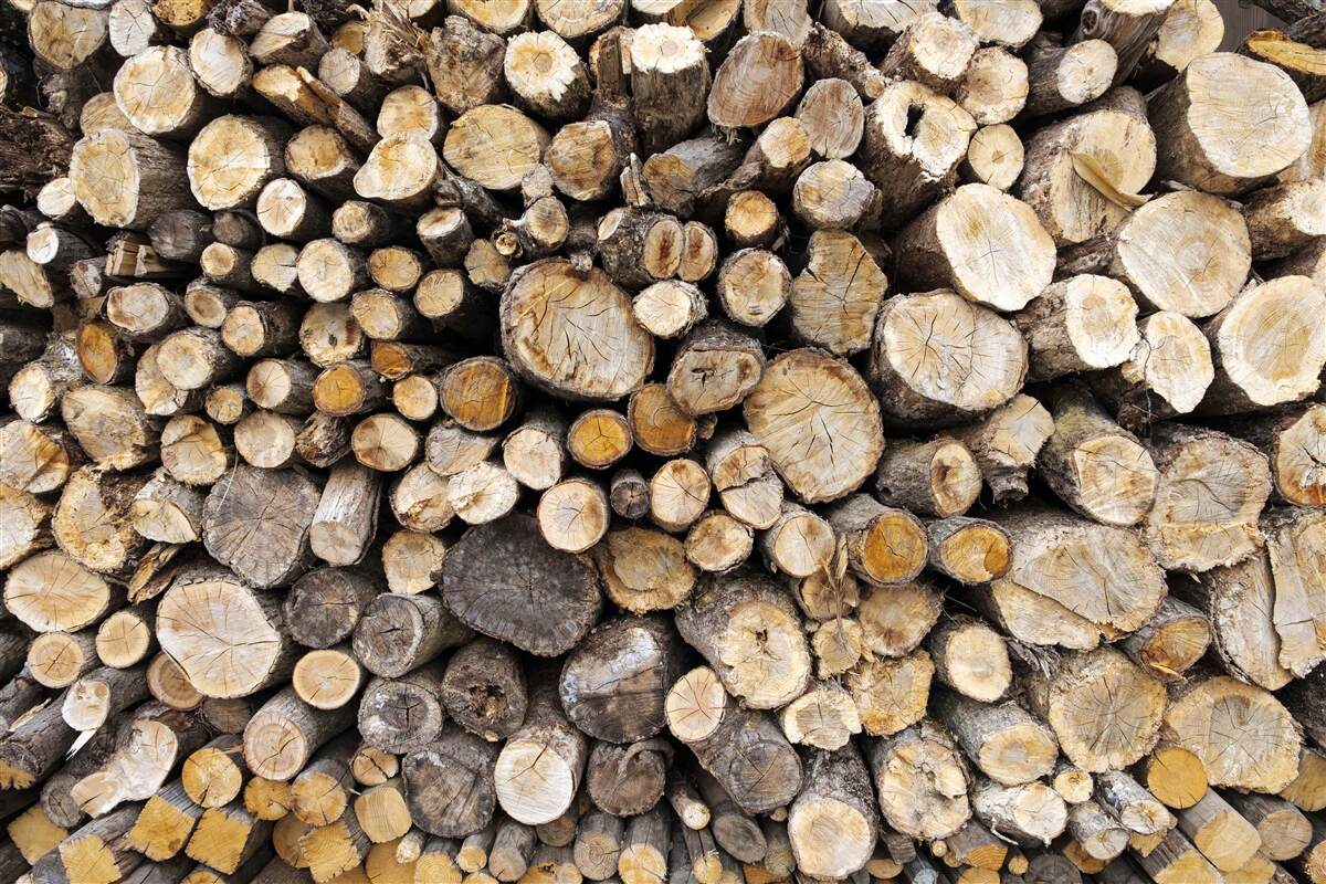 Fotobehang gekapte bomen zijn erg talrijk