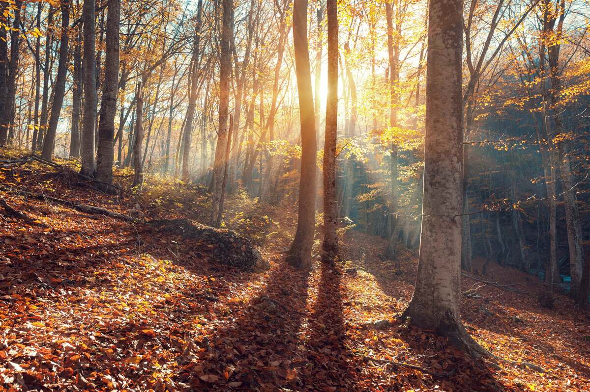 Fotobehang het in mist gehulde ochtendbos ervaart de warmte van de zon