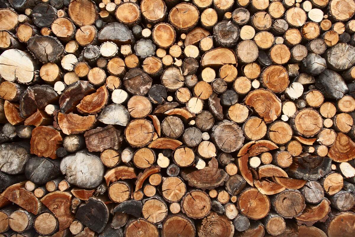 Fotobehang boomschijfjes in verschillende kleuren