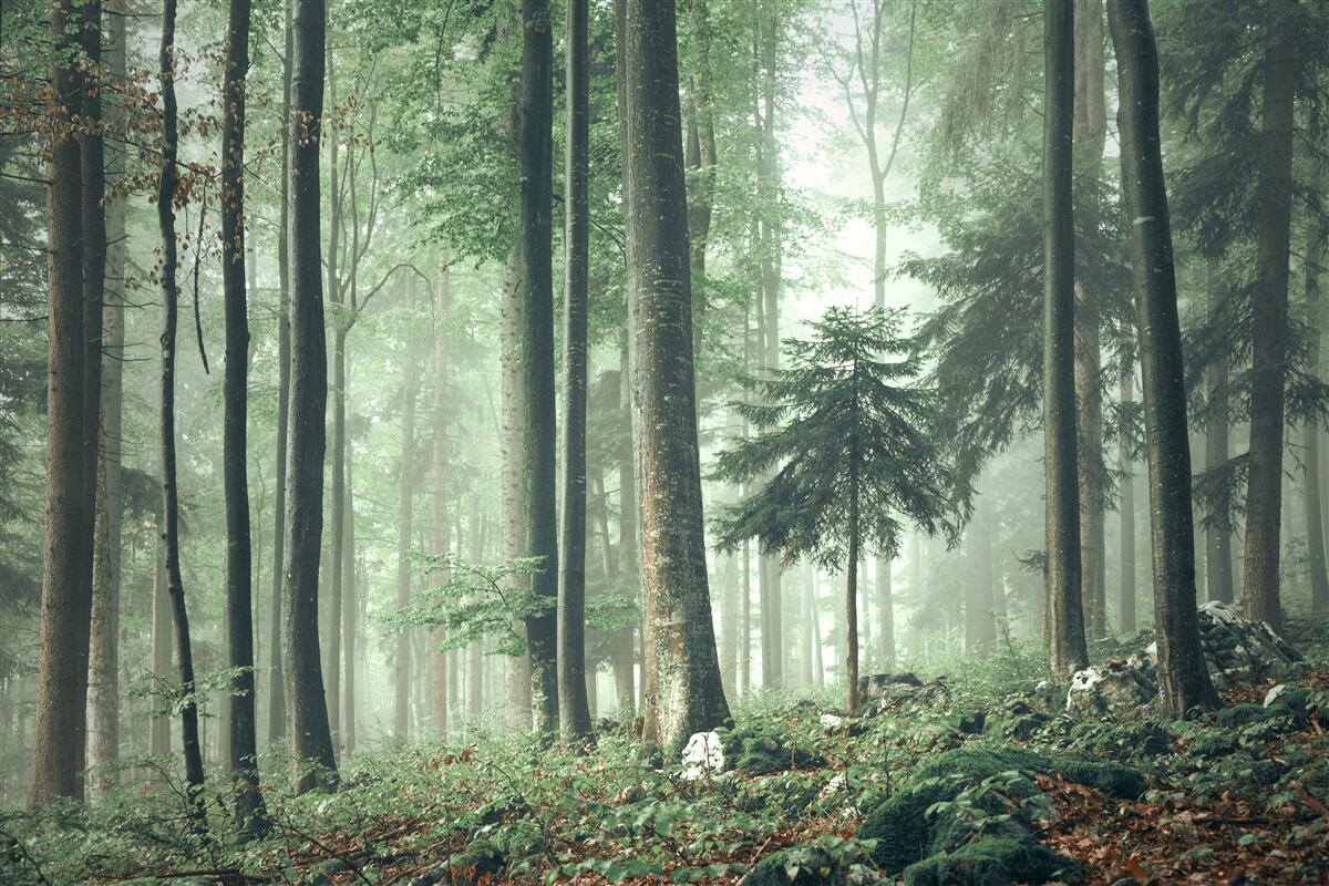 Fotobehang Licht door de mist in een bos van loofbomen