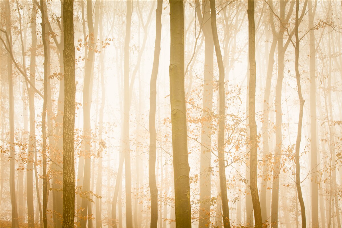 Fotobehang zonnestralen dringen door de mist in het dichte bos