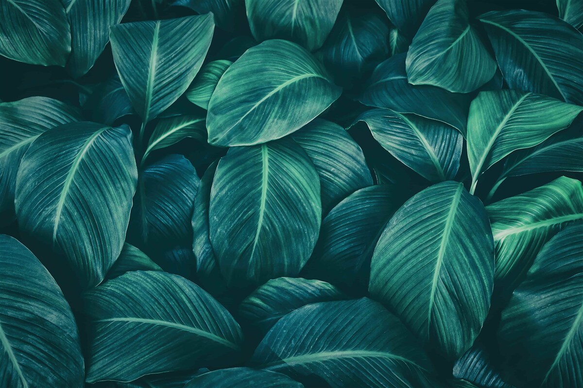 Fotobehang varenbladeren hebben een schitterende smaragdgroene kleur