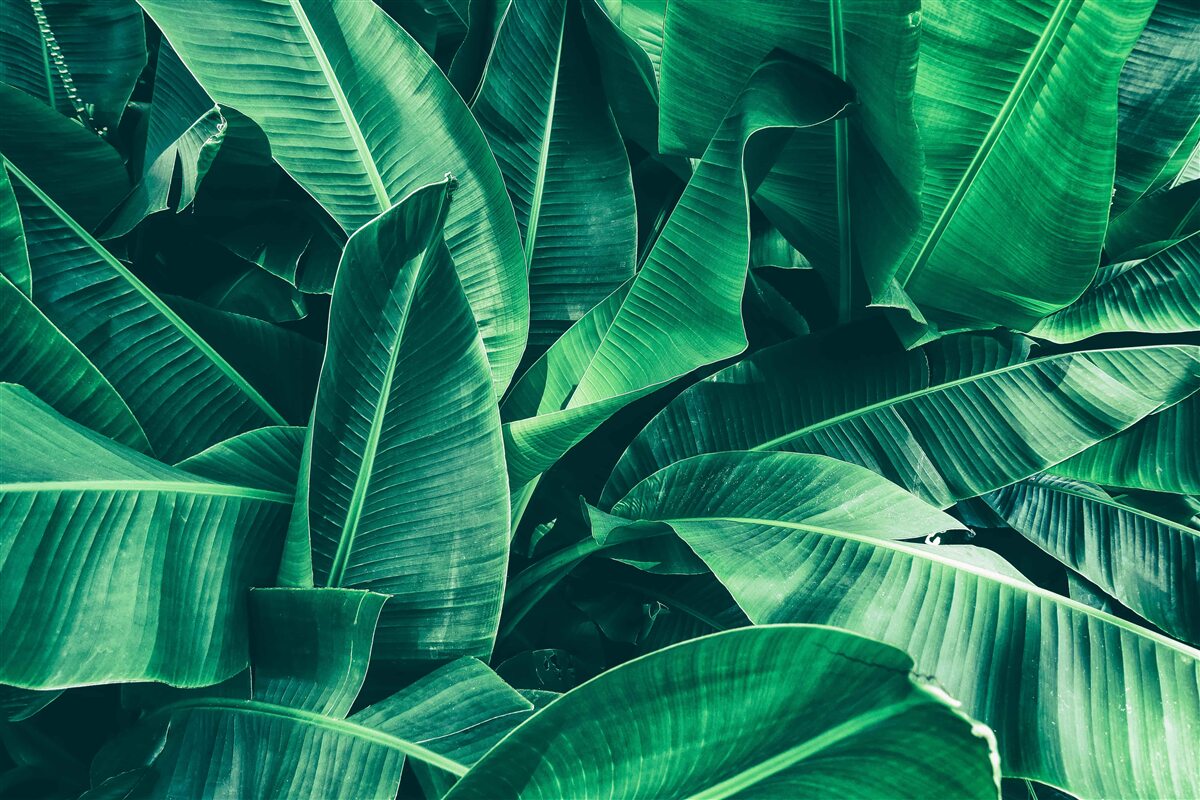 Fotobehang tropische vegetatie met een smaragdgroene tint