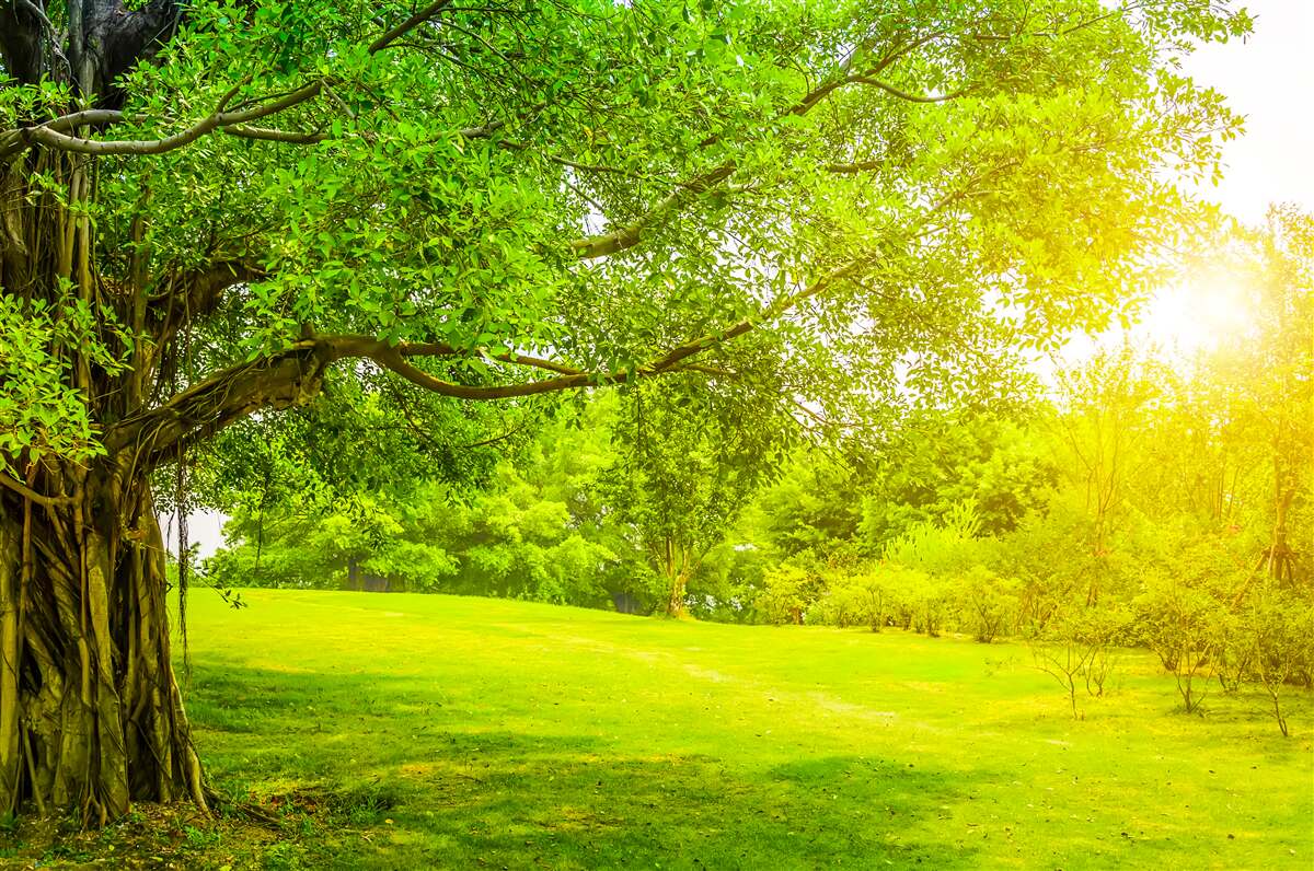 Fotobehang heldere open plek, verlicht door de zon en opvallend door zijn groene kleur