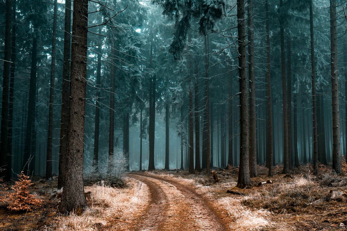 Fotobehang waardevol pad in het dichte mistige bos