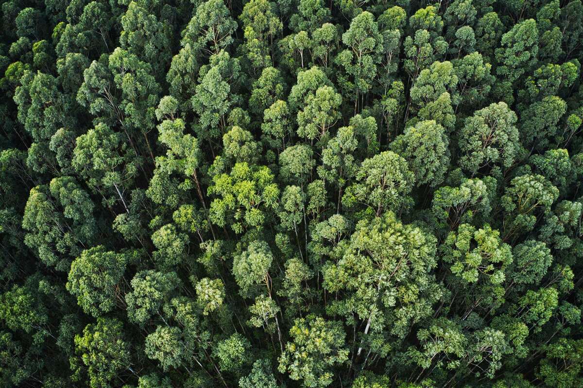 Fotobehang bosbomen met groene kronen