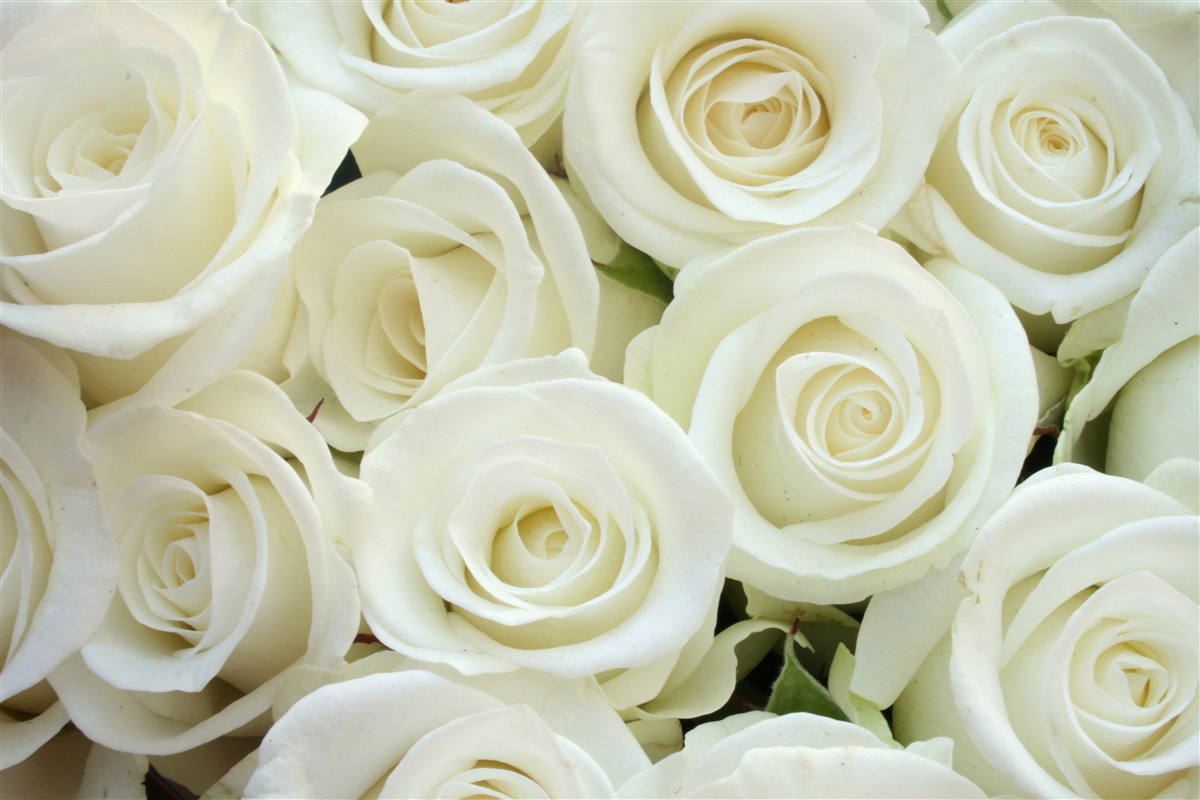 Fotobehang boeket bevat witte rozen