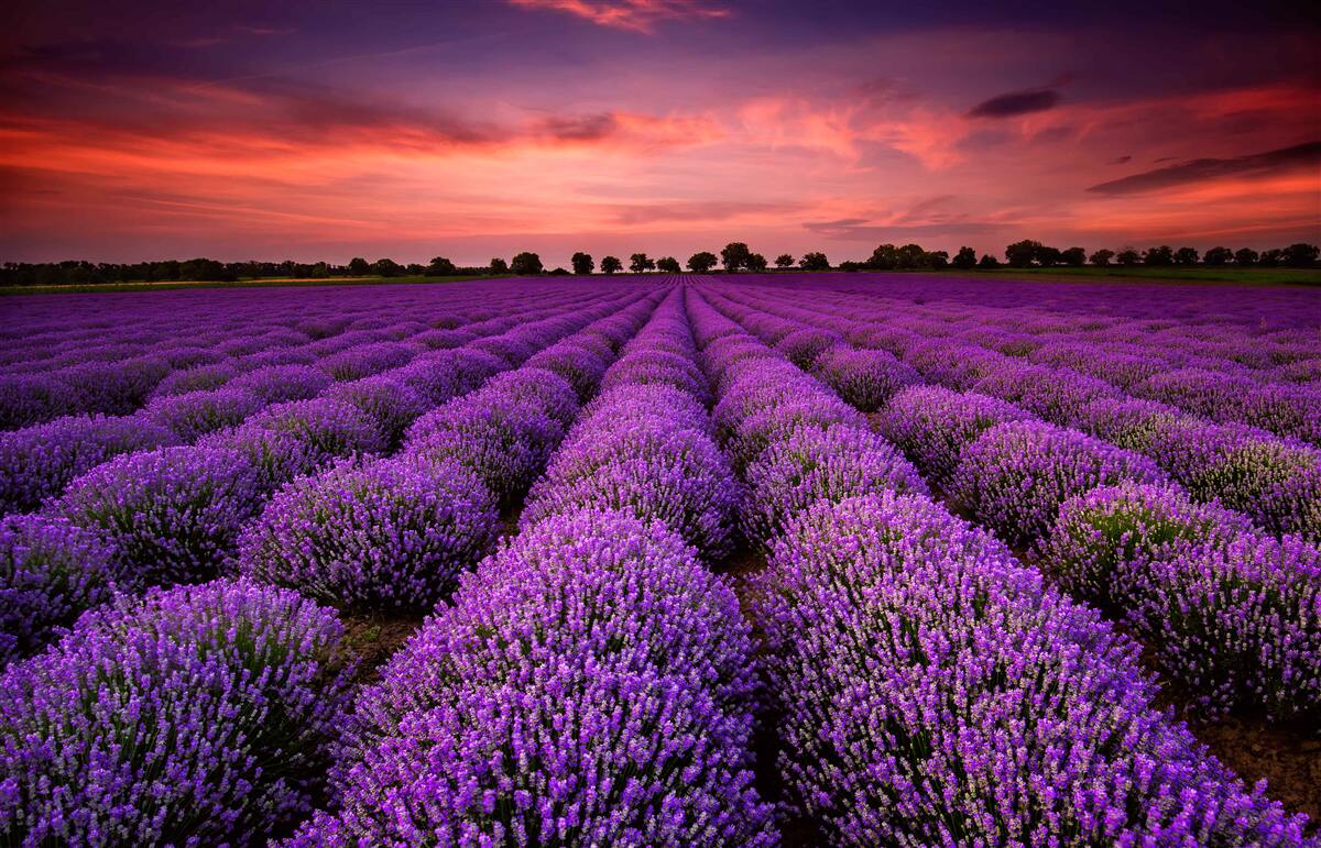Fotobehang een prachtig lavendelveld
