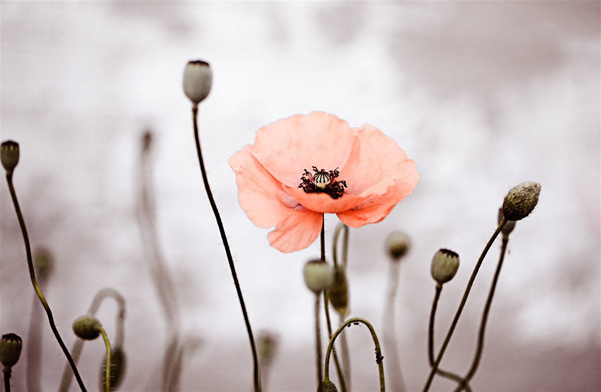 Fotobehang een eenzame klaproos die zich in al zijn roze pracht opent