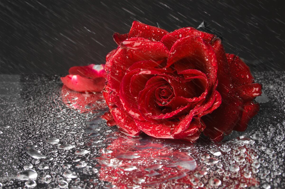 Fotobehang een roos in de regen, rood als bloed