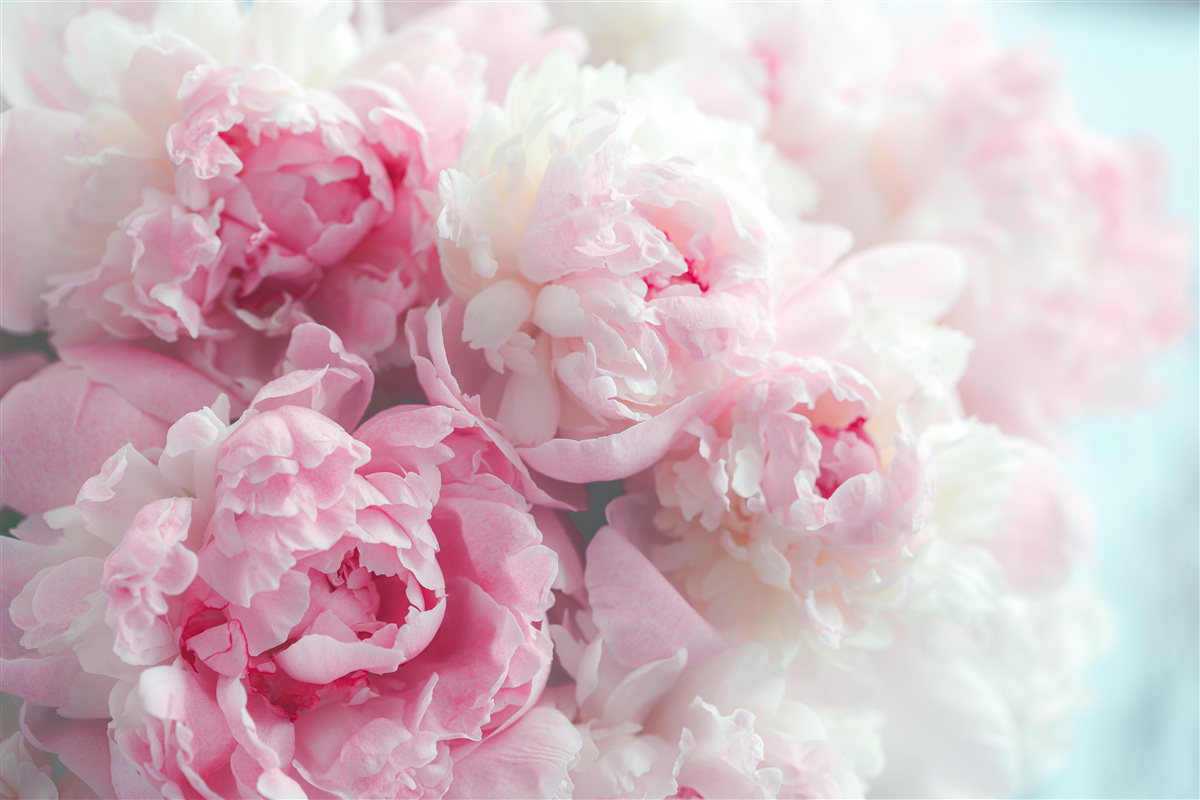 Fotobehang boeket van delicate en sierlijke roze pioenrozen
