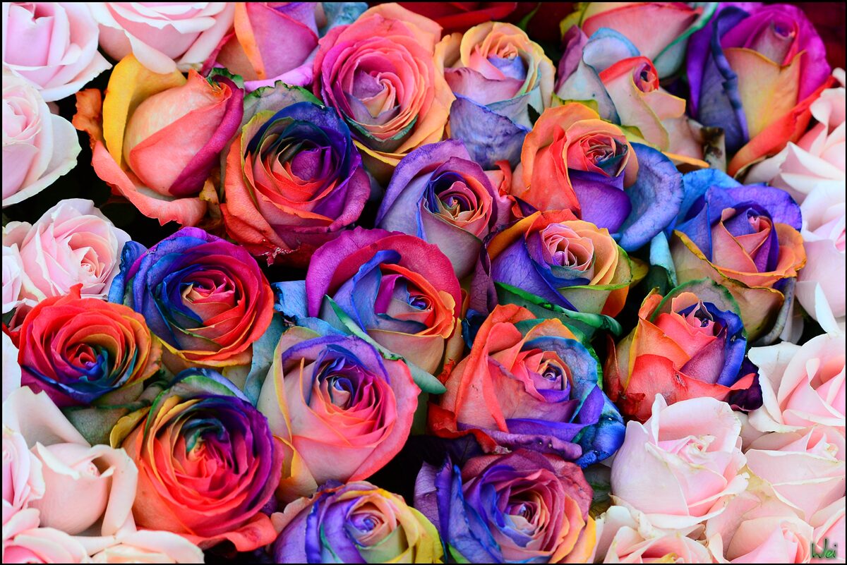 Fotobehang roze op de achtergrond, verschillende kleuren in roze