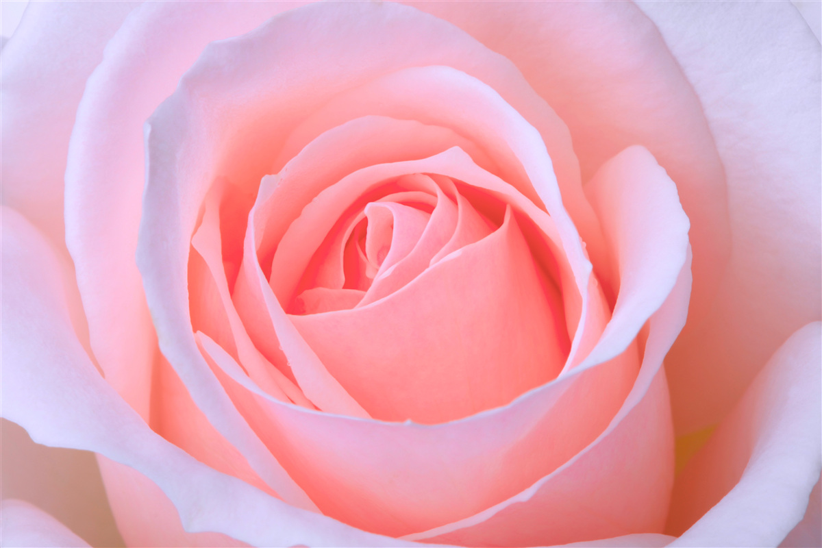 Fotobehang tere roos met prachtige roze bloemblaadjes