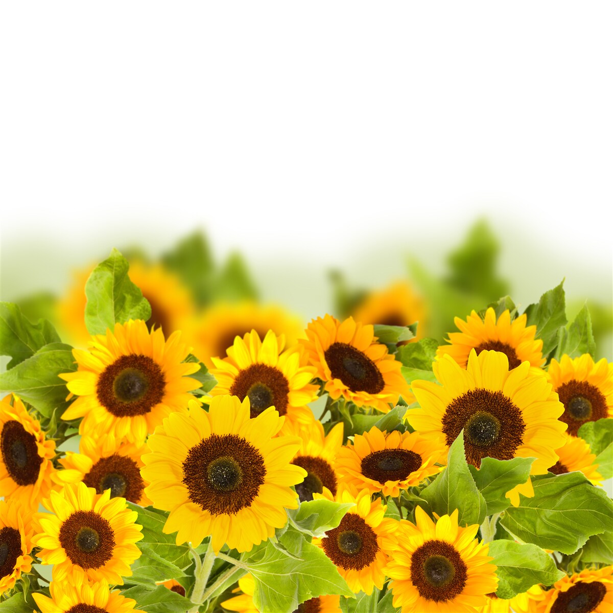 Fotobehang veld versierd met kleurrijke zonnebloemen