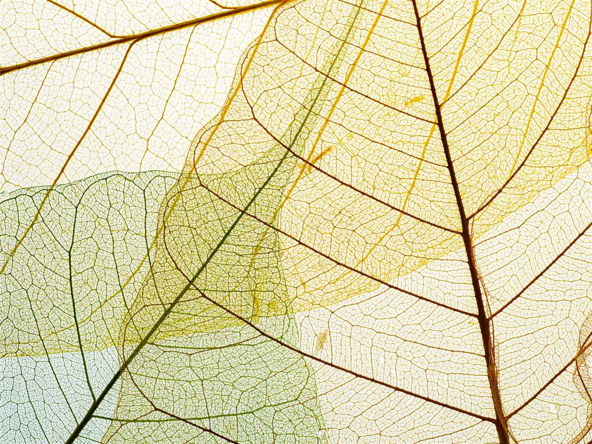 Fotobehang herfstbladeren, transparant en geel