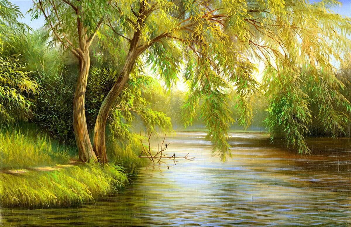 Fotobehang in de zomer leunt de wilgenboom droevig over het water