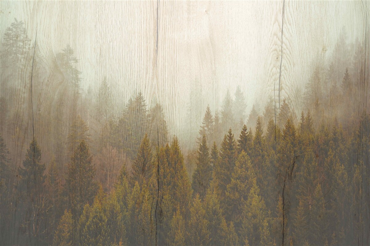 Fotobehang mistig bos in de herfst