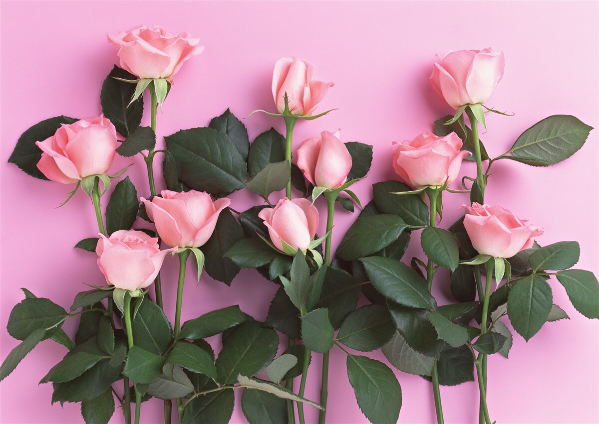 Fotobehang delicate roze rozen op een effen roze achtergrond