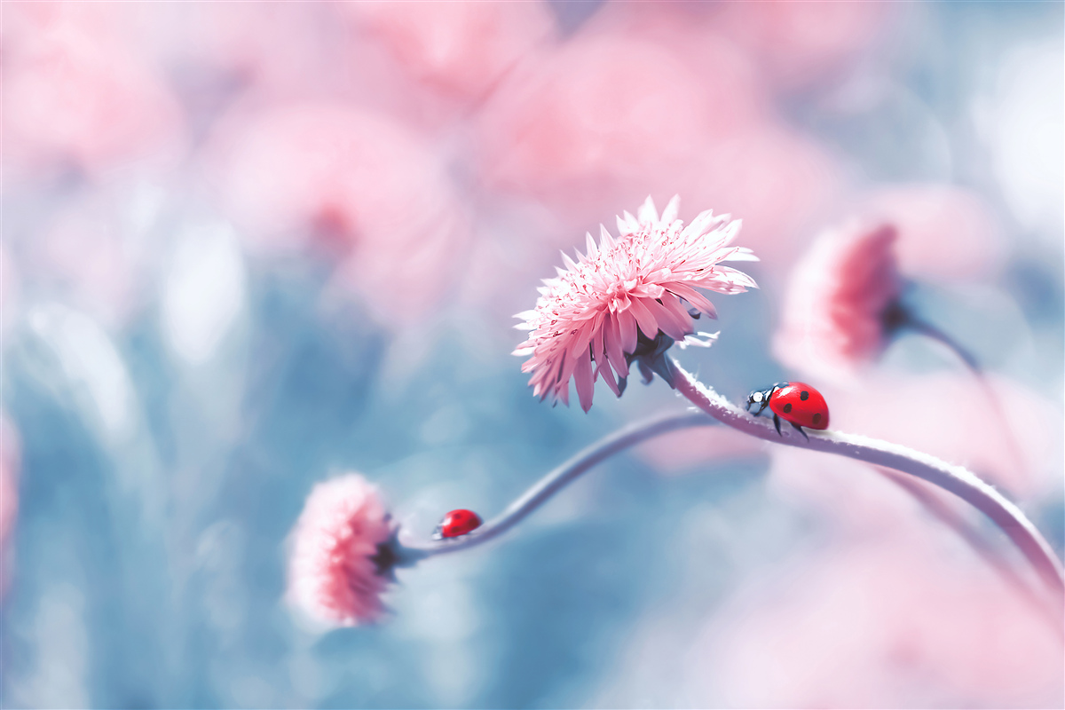 Fotobehang koeien van de god staan op roze bloemen
