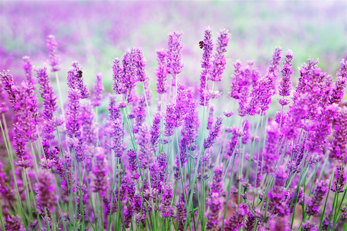Fotobehang veld met lavendelbloemen