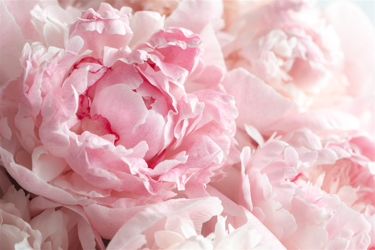 Fotobehang boeket pioenrozen in een delicate roze tint