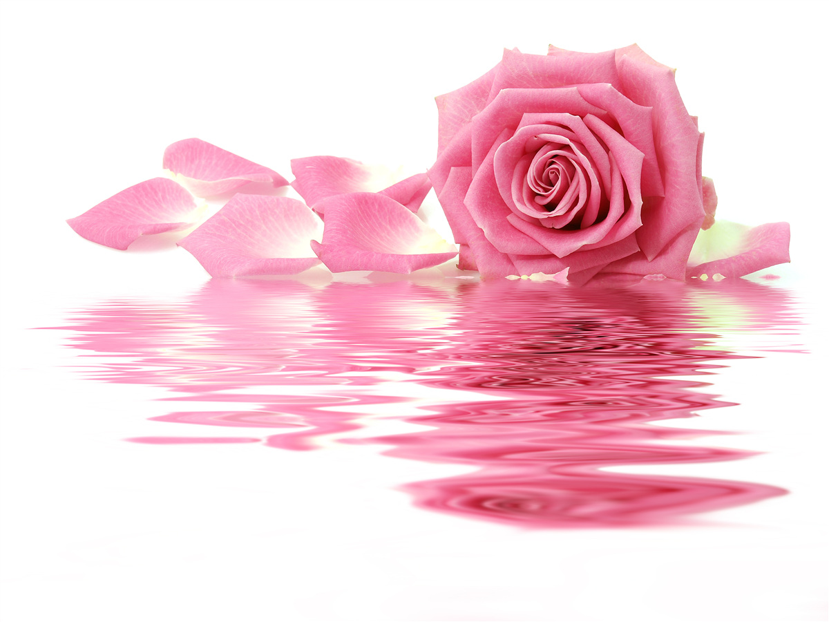 Fotobehang reflectie van een roze roos in het water