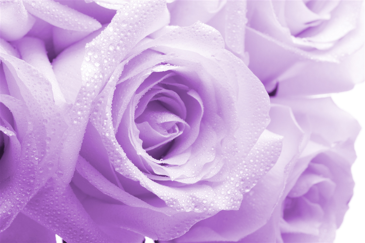 Fotobehang close-up van lilaroze bloemen