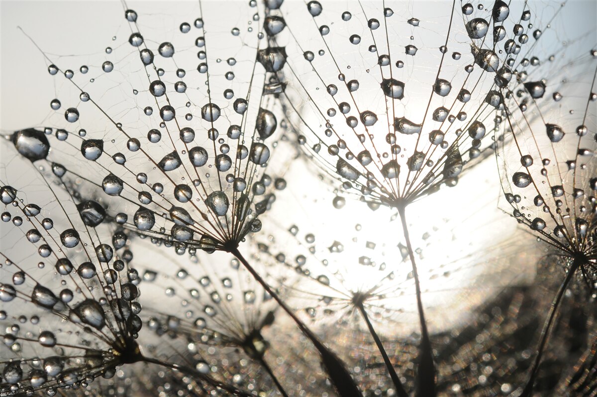 Fotobehang regenachtige paardenbloem