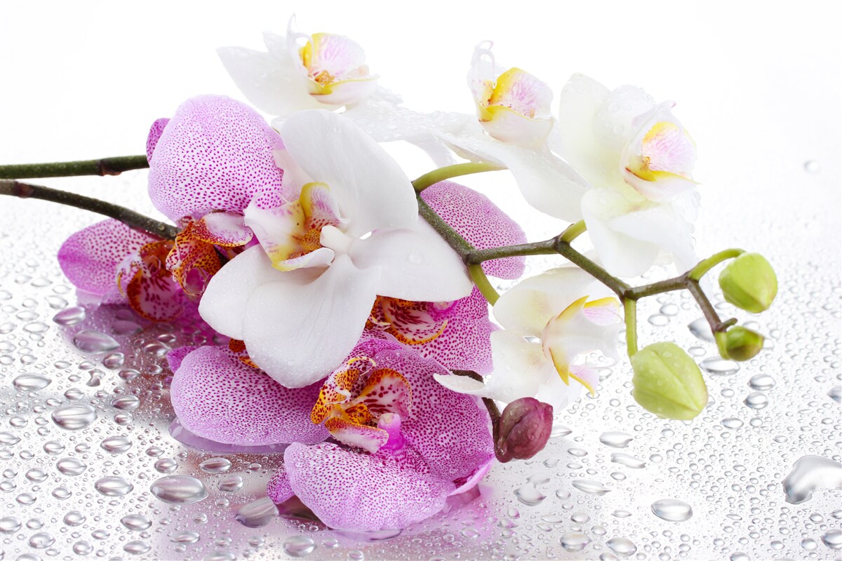 Fotobehang dauwdruppels op de takken van witte en lila orchideeën