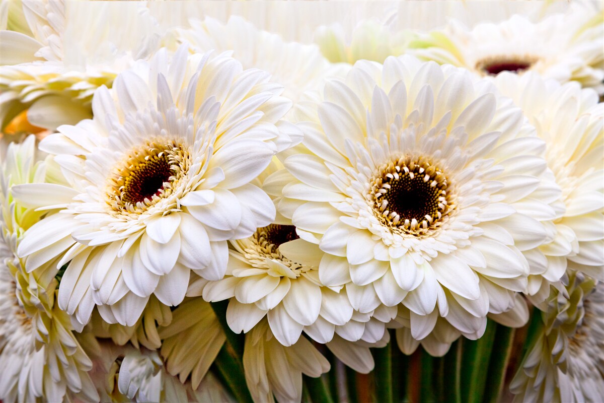 Fotobehang verzameling sneeuwwitte gerbera's