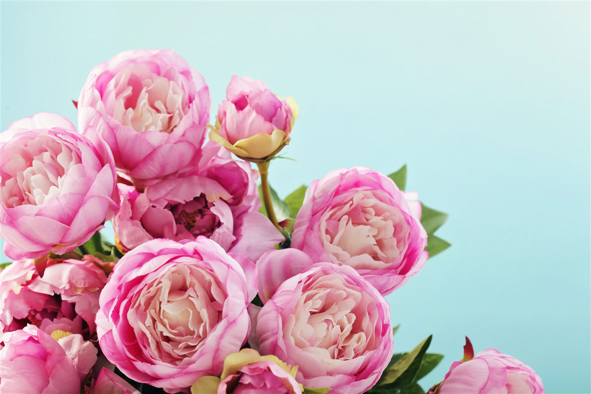 Fotobehang roze pioenachtige bloem op blauwe achtergrond