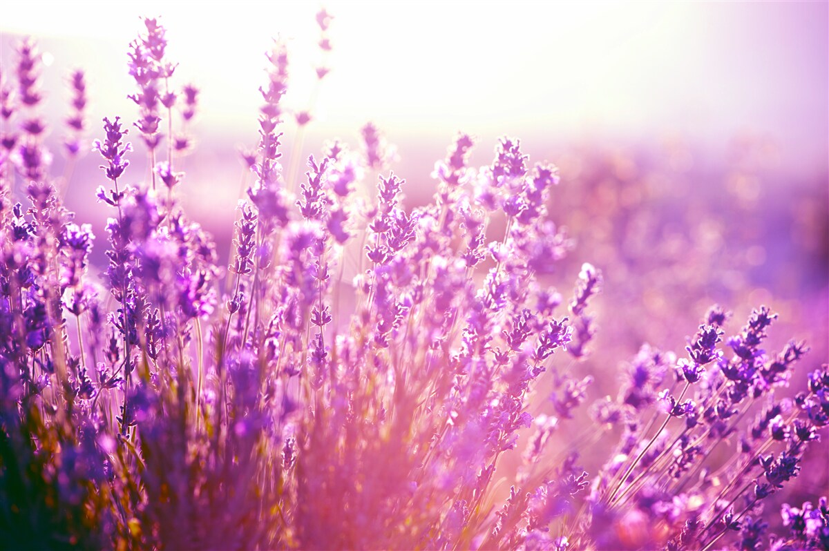Fotobehang lavendelbloemen bij zonsopgang