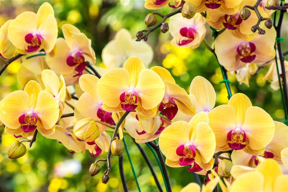 Fotobehang Gele orchideeën in de zomertuin