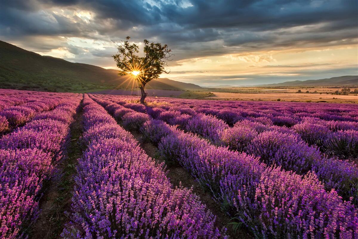 Fotobehang zonsondergang op een lavendelveld rond een geïsoleerde boom