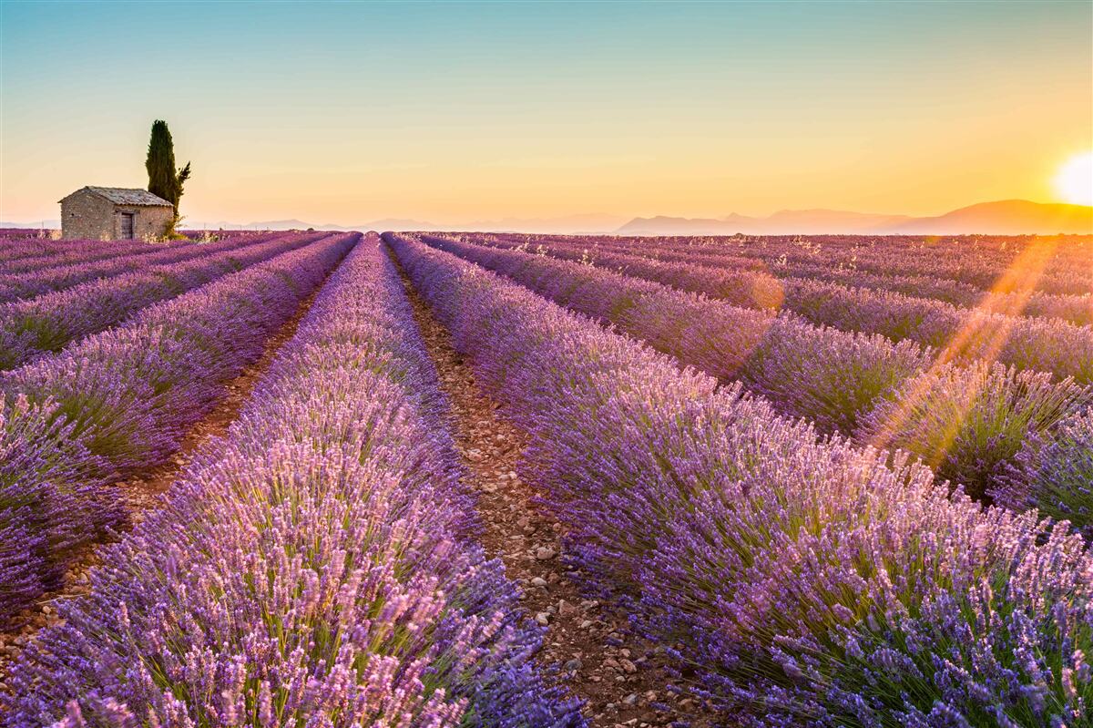Fotobehang De dageraad is opgekomen boven een veld van lavendel