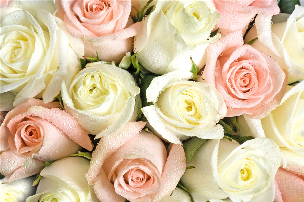 Fotobehang grootte van witte en roze rozenbloemen