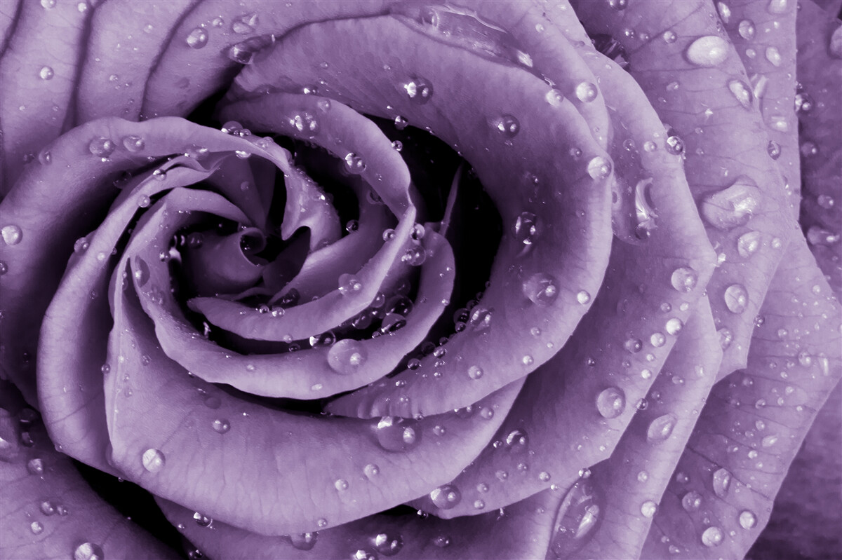 Fotobehang ochtenddauw op een violette roos