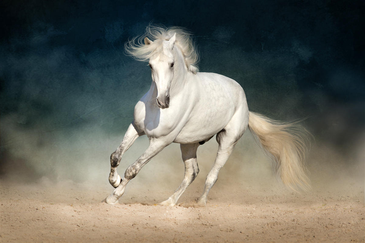 Fotobehang een wit paard galoppeert over een open veld