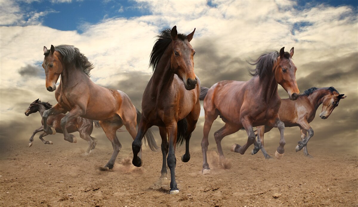 Fotobehang een groep bruine paarden die over de grond rennen