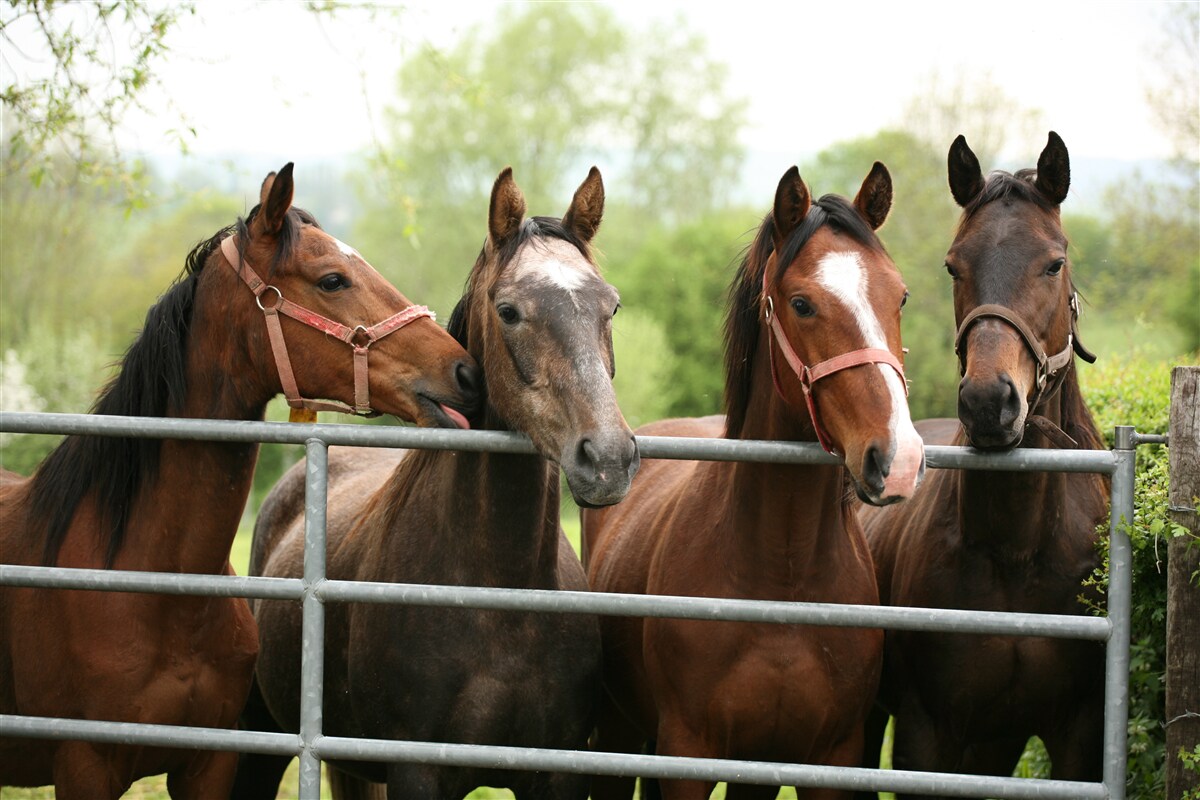 Fotobehang er staan vier bruine paarden in de omheining
