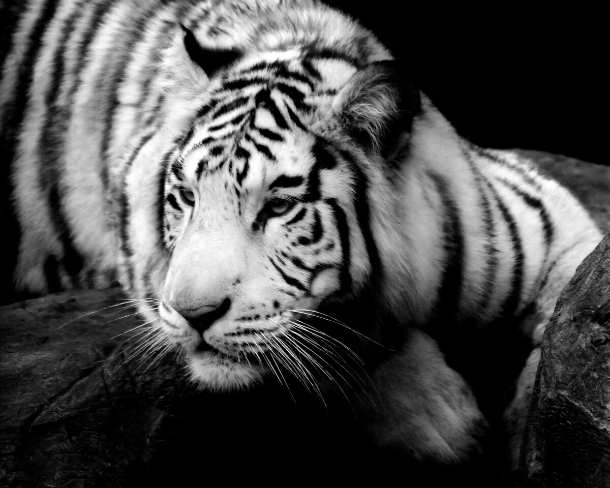Fotobehang schattige zwart-witte tijger