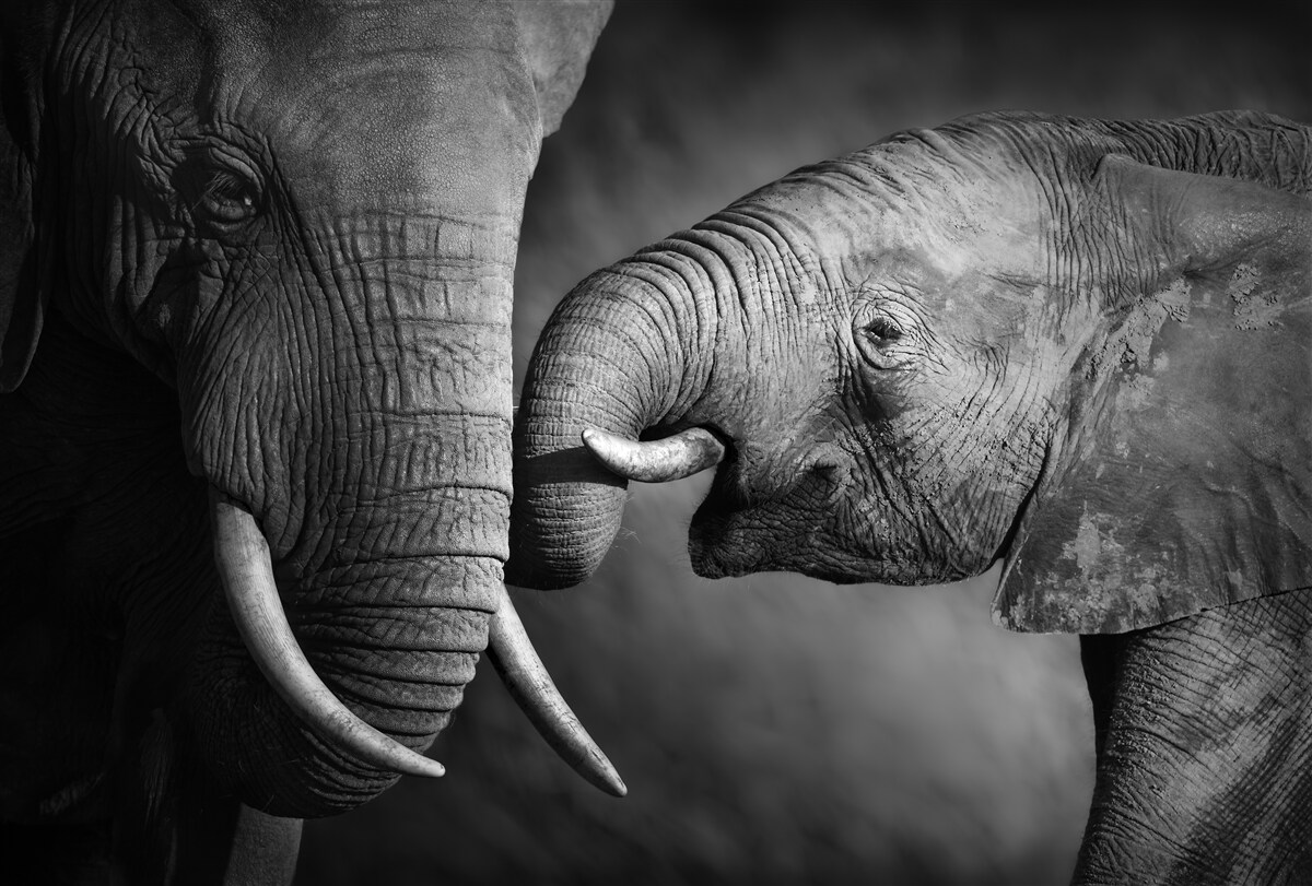 Fotobehang baby olifant en moeder zijn wit en zwart
