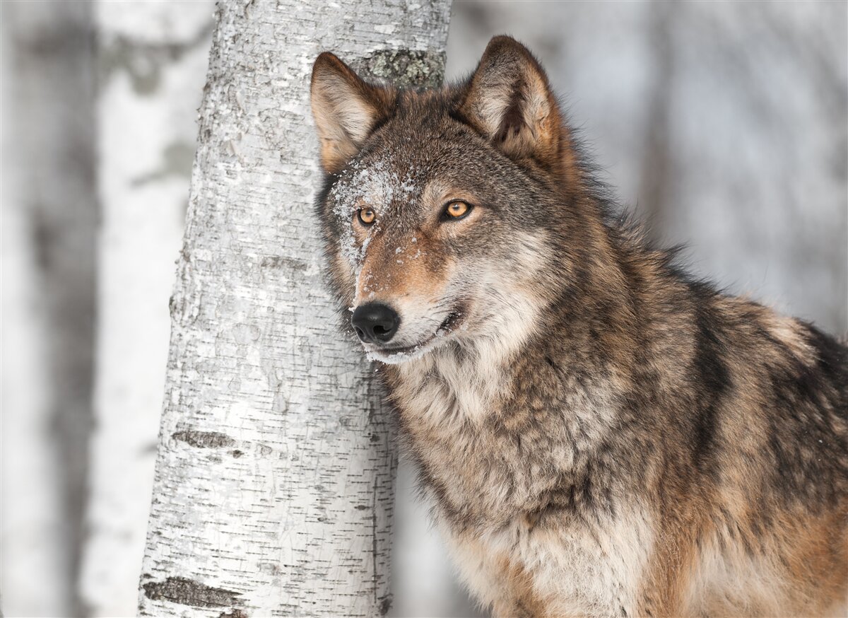 Fotobehang kaneelkleurige wolf in een hinderlaag naast een berkenboom