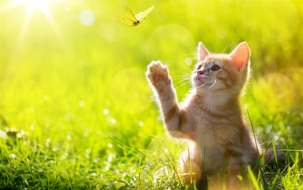 Fotobehang een kleine kat speelt met een vlinder in een groen veld