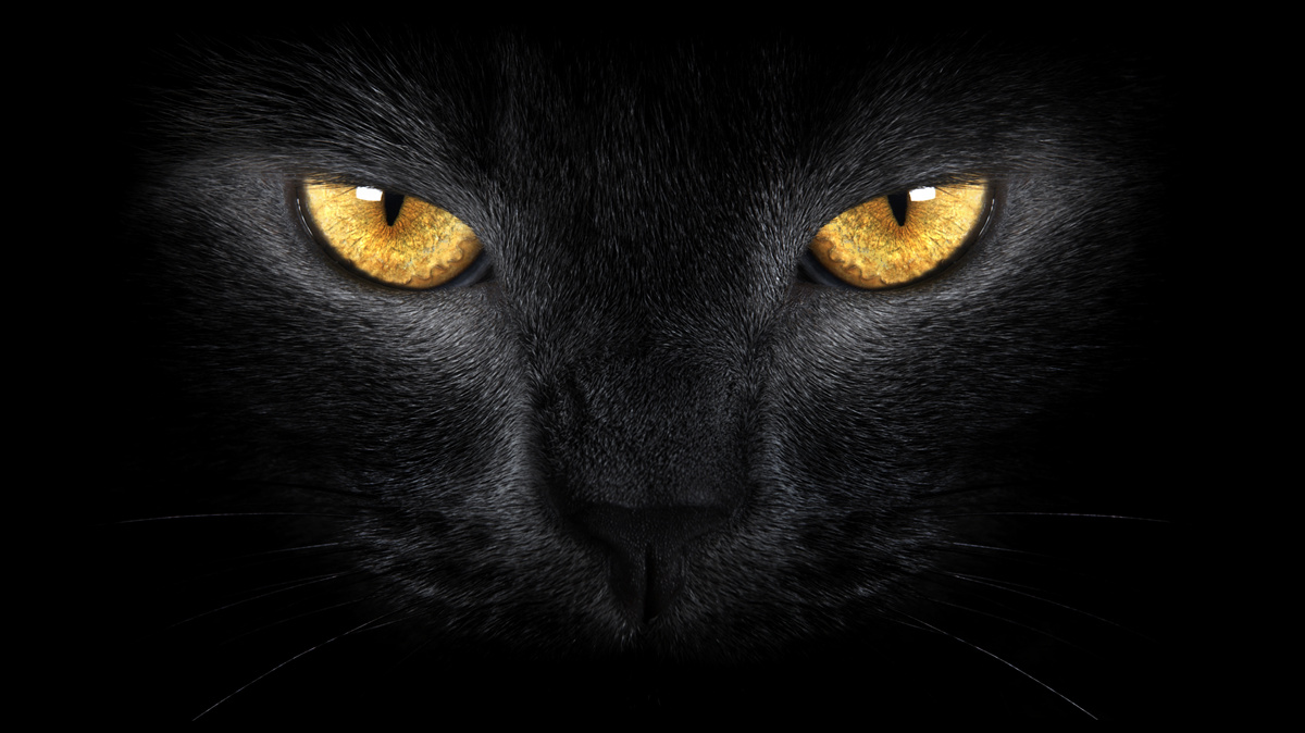 Fotobehang de doordringende blik van een zwarte kat