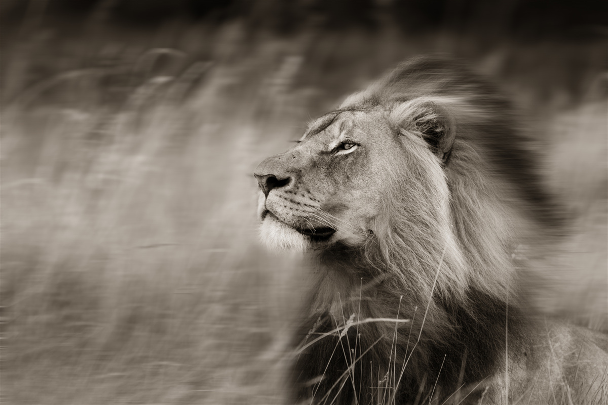 Fotobehang zwart-wit dierenliniaal in de wind