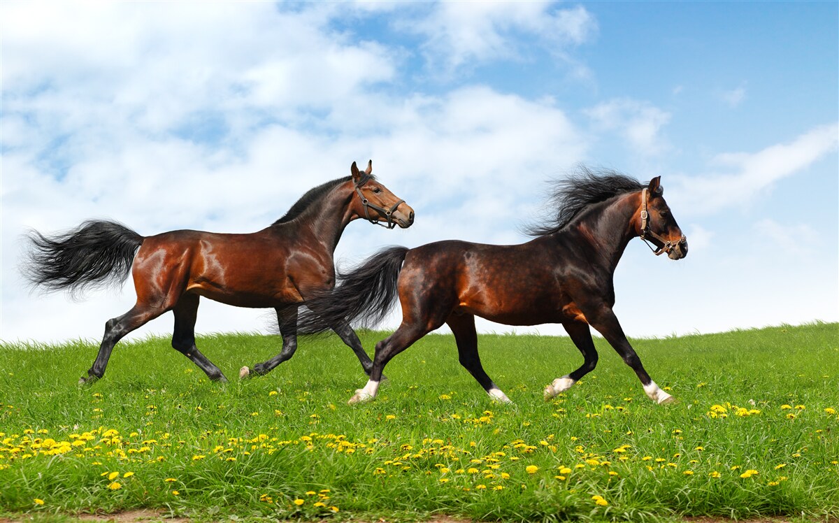 Fotobehang vroege paarden die door een open plek rennen